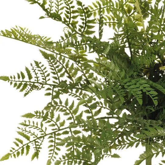 Fern Leather Bush Green 50CM Length