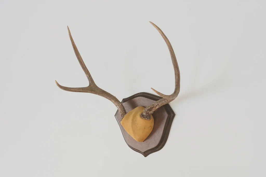 Vintage Four-Point Antlers