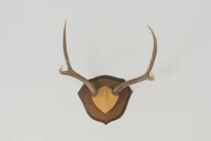 Vintage Four-Point Antlers