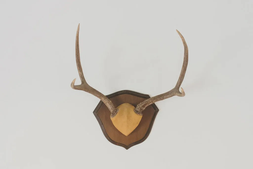 Vintage Four-Point Antlers