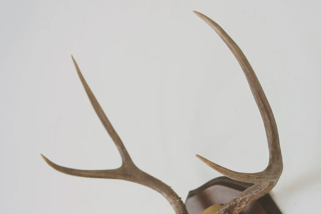 Vintage Four-Point Antlers